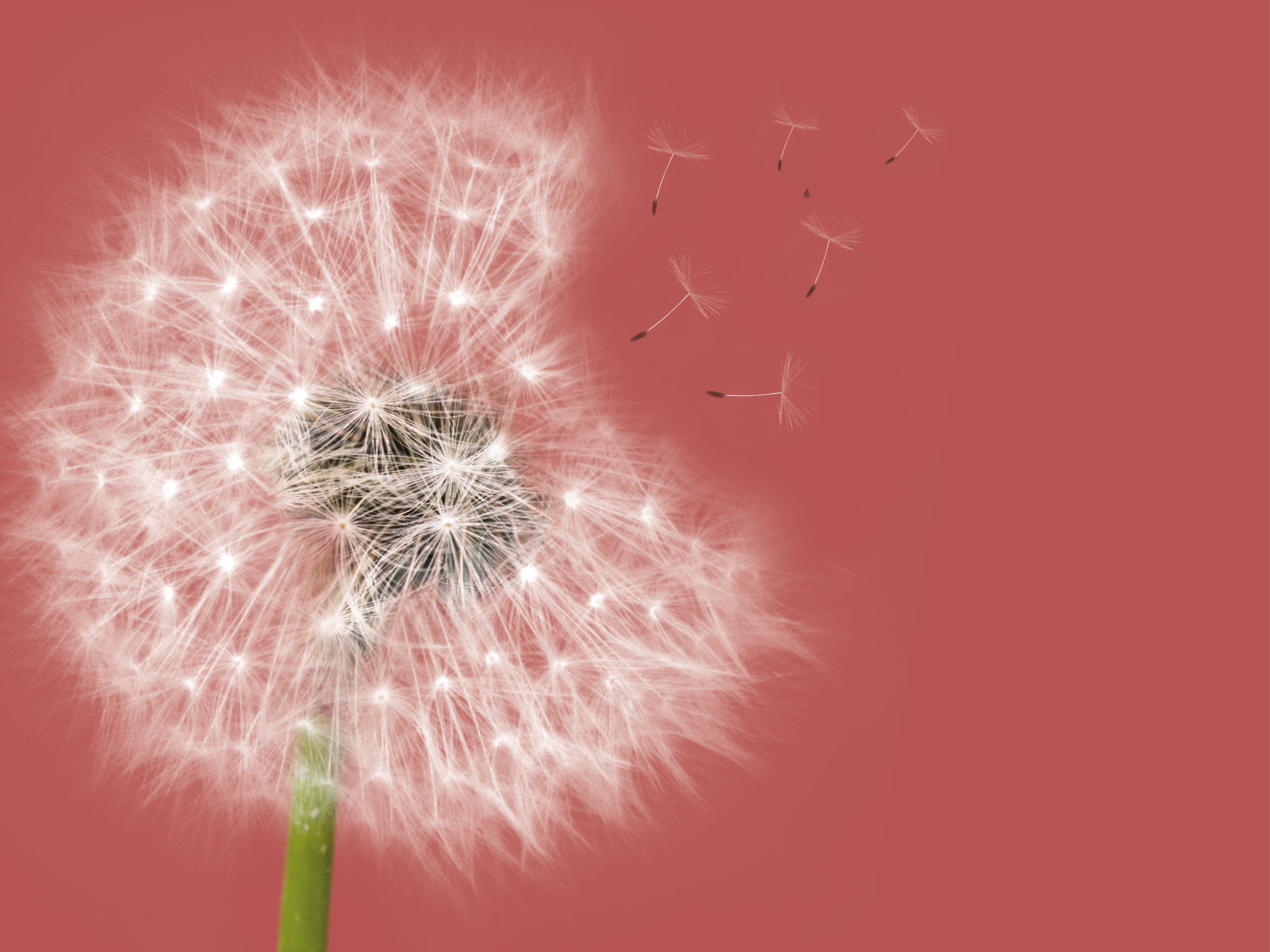 Capatect System Comfort